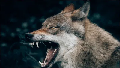 Qui est la personne méprisant les dieux qui fut métamorphosée en loup ?