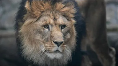 Comment sappelle le bébé du lion ?