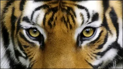 Combien de races de tigres existe-t-il ?