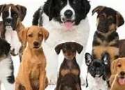 Quiz Connais-tu la race des chiens ?