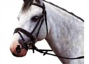 Quiz Les quipements des chevaux