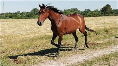 Comment s'appelle la femelle du cheval ?