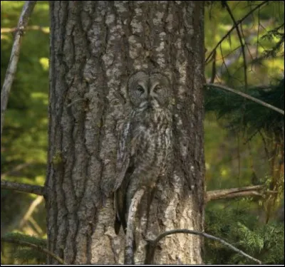 Quel animal est caché dans cette image ?