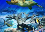 Quiz La tortue en culture gnrale