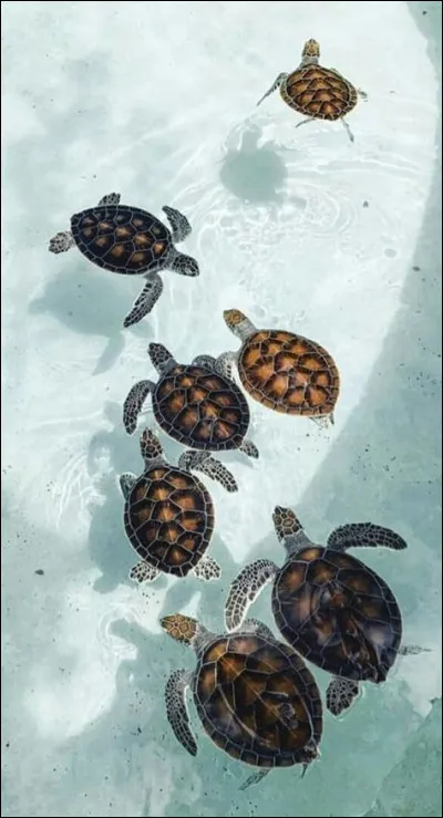 Comment note-t-on la coordonnée de la tortue en relativité générale ?