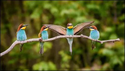 Quel petit oiseau margotte ?