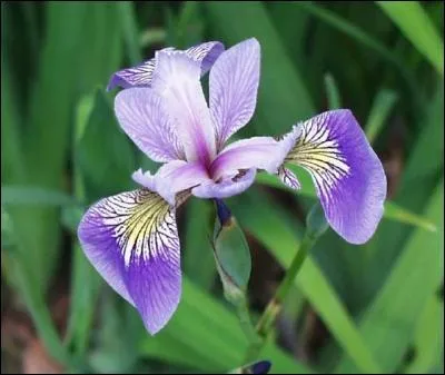 Quel est le nom de cette fleur ?