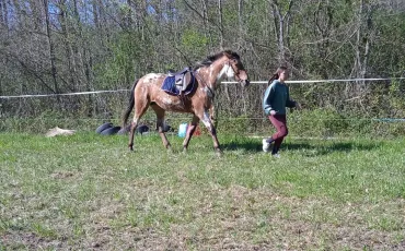 Quiz Chevaux