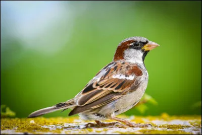 Cet oiseau est un de nos oiseaux les plus familiers !
(on le retrouve dans les paroles de Simon and Garfunkel : "El Condor pasa")