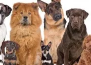 Test Quelle race de chien es-tu ?