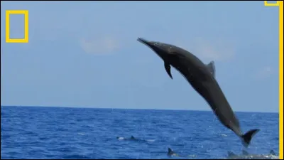 En moyenne combien pèsent les dauphins ?