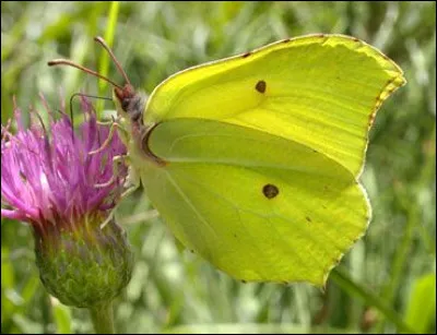 On va tout de suite commencer par ce papillon ! Alors, qu'est-ce ?