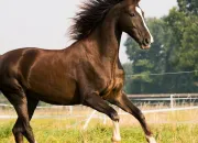 Test Quel cheval est fait pour toi ?