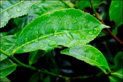 Le thé est une boisson aromatique préparée par infusion de...