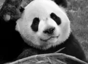 Quiz Le panda gant