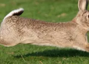 Quiz Connais-tu bien les lapins ?