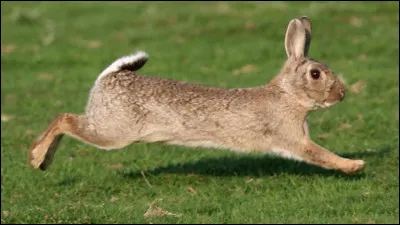 Le lapin est-il un rongeur ?