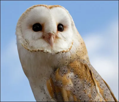 Un matin en te réveillant tu aperçois un hibou avec une lettre dans le bec à ta fenêtre, comment réagis-tu ?