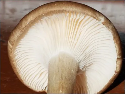 Sur cette photo, le chapeau du champignon possède :