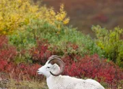 Quiz Le mouton en culture gnrale