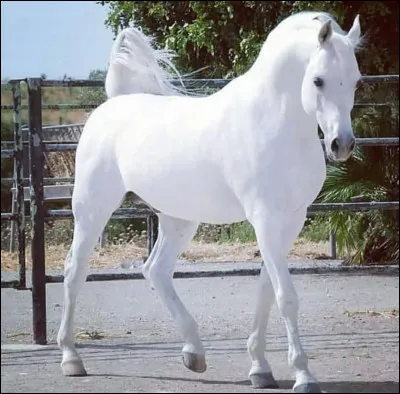 Quelle est la race de ce cheval ? 
Indice c'est une vielle Race