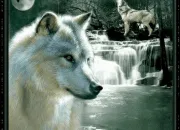 Quiz Quiz sur les loups !