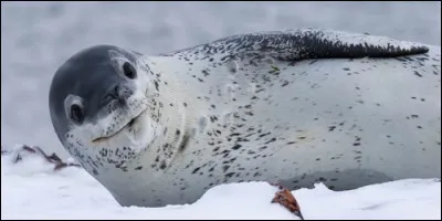 Complétez cette phrase : "Le léopard de mer.....des taches sur le corps.".