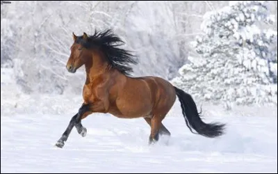 Quel type de cheval veux-tu avoir ?