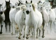 Quiz Les chevaux - questions sur vos connaissances