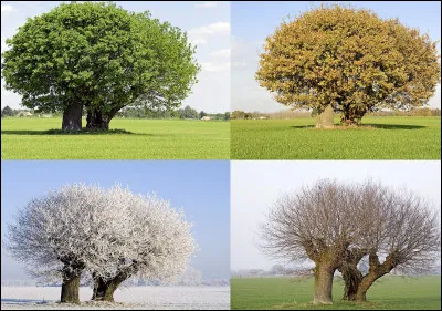 Quelle est votre saison préférée ?