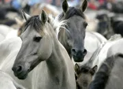 Test Quelle est ta robe de cheval ?