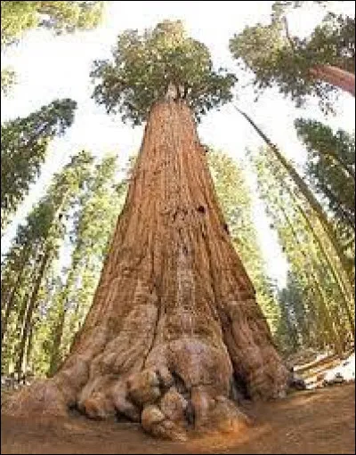 C'est l'histoire du... plus grand arbre du monde ! C'est un séquoia à feuilles, nommé Hyperion, et se trouve en Californie du Nord, pourtant, le lieu exact où il se trouve n'est pas précisé, afin que la masse touristique ne dégrade pas son écosystème. Étant donné qu'il dépasse tous les arbres de sa taille phénoménale, il mesure à peu près :