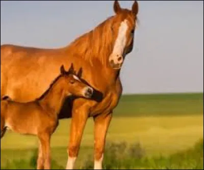 Comment s'appelle la couleur des chevaux ?