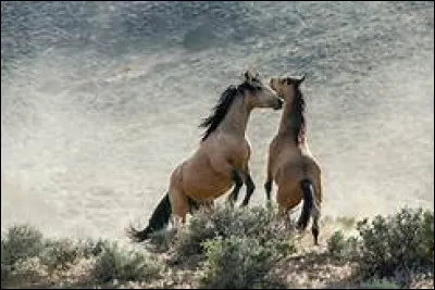 Que fait un cheval soumis lorsque le cheval dominant arrive vers lui pour s'approcher de la mangeoire ?