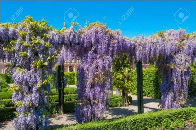 Saurez-vous reconnaître ce genre de plante de la famille des Légumineuses, originaire d'Extrême-Orient et d'Amérique du Nord et dont certaines espèces sont appelées "Glycines" ?