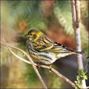 Ce petit passereau avec de petites marques jaunes, est trouvable dans nos parcs, bosquets et jardins :