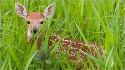 Quel est ton animal préféré ?