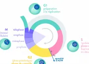 Quiz Les divisions cellulaires chez les eucaryotes