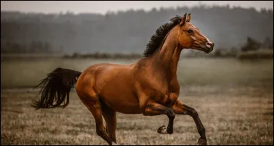 Quel est le mécanisme du galop à gauche ?