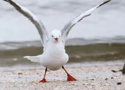 Test Quelle mouette es-tu ?