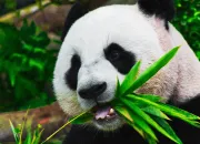 Quiz Le panda