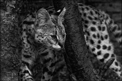 Complétez cette phrase : La nuit, tous les chats sont