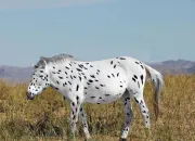 Quiz Quiz sur les races et les robes des chevaux