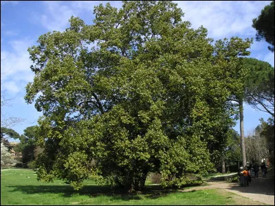 Quel arbre domine les forêts tempérées d'Europe et d'Amérique du Nord ?