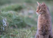 Test Quel est le nom de ton chat dans 'La Guerre des clans' ?