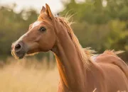 Quiz Les noms et surnoms des chevaux