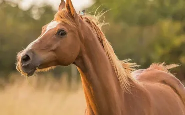 Quiz Chevaux