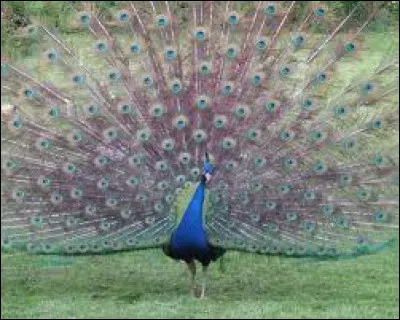 C'est un oiseau magnifique de par ses couleurs. Comment se nomme la femelle du paon ?