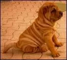 D'o vient le Shar-pei ?