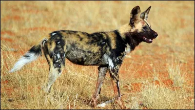 Animaux : Quel canidé vivant dans les steppes et les savanes de l'Afrique subsaharienne est aussi appelé loup peint ou chien sauvage d'Afrique ?